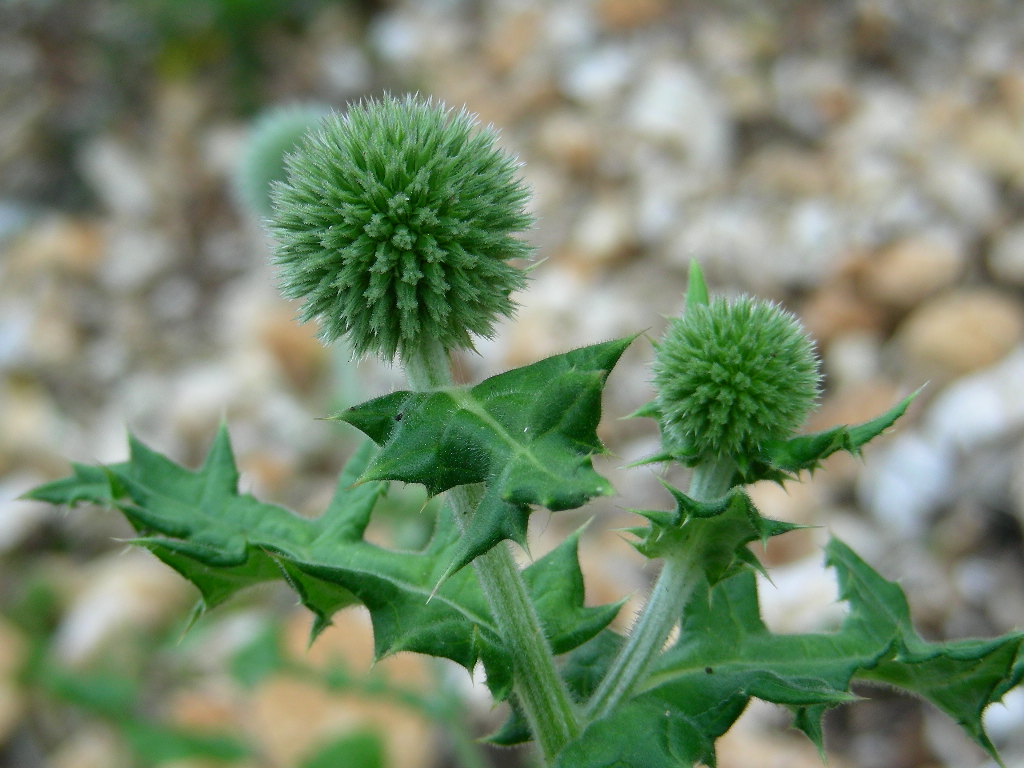 BIG  BANG ... in un fiore Echinops sphaerocephalus